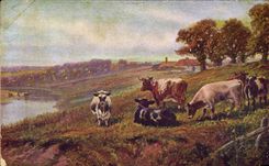 VINTAGE POSTCARD Cows Bilge close Cambric