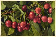 VINTAGE POSTCARD Fantasy Cherries