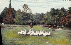 MODERN CARD Folklore Guard of Normandy geese