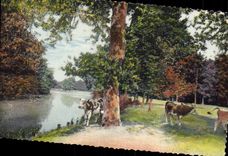 MODERN CARD Fantasy Normandy Cows