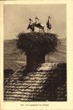 Cigüeñas de la POSTAL de la VENDIMIA en Alsacia