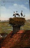 VINTAGE POSTCARD Nest Of Storks