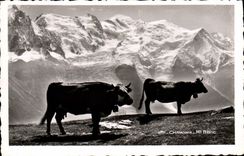 CPM Chamonix Mont Blanc Vaches