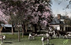 MODERN CARD Normandy Apple trees In Flowers And Pear trees White Cows