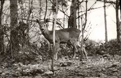 MODERN CARD Three Ears a corner of the Biche park Centers convalescene and of mode of the General mutual company of Education National