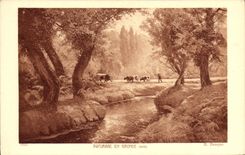 VINTAGE POSTCARD Pasture In the Gironde Dosque