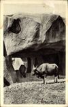 MODERN CARD Paris Zoological garden De Vincennes buffaloes