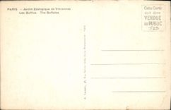 CPM Paris Jardin Zoologique De Vincennes Les buffles