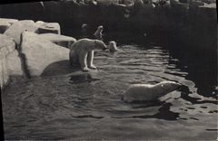 CPA Paris Parc Zoologique Du Bois De Vincennes Le bassin des ours blancs