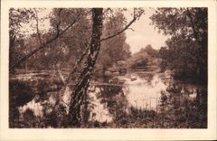 CPA Foret de Fontainebleau La mare de Franchard