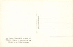 CPM Jardin Exotique De Monaco Cereus Pitahaya Monstruosa 