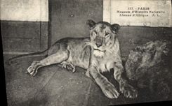 CPA Paris Museum d'Histoire Naturelle Lionne d'Afrique lion 