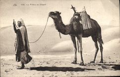 VINTAGE POSTCARD Chameau the Prayer With Serves