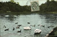 VINTAGE POSTCARD Bois de Boulogne Swans and ducks on the lakes Swan