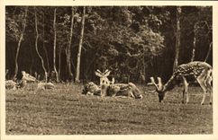 VINTAGE POSTCARD Park Zoolofique De Cleres Stags Pseudaxis Zoo
