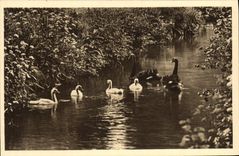 VINTAGE POSTCARD Park Zoolofique De Cleres Stags black Swans Zoo