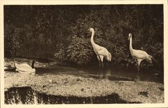 VINTAGE POSTCARD Parc Zoolofique De Cleres Cygne has black collar and white cranes Zoo