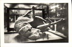 MODERN CARD Pompei Museo Calco LED Duck Dog