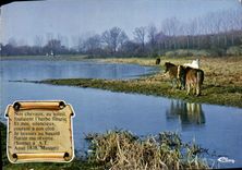 CPM Nos Chevaux Au Soleil Cheval