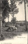CPA Paturages du Jura Vaches 