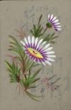 CPA Bonne Fete Fleurs (carte transparente)