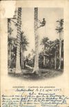 VINTAGE POSTCARD Conakry Gathering of the Guinea Cabbage trees
