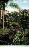 VINTAGE POSTCARD Monte Carlo a corner of the gardens of the casino