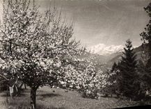 MODERN CARD Env of Albertville the Mont Blanc Taken of the Collar of the Spot