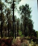 CPM Landes Un beau sous bois 
