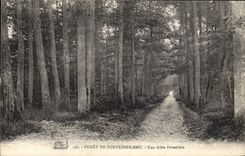 CPA Foret De Fontainebleau Une Allee Forestiere