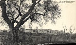 CPA Vence Vue Prise entre les oliviers