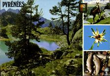 MODERN CARD the Pyrenees Trout