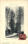 VINTAGE POSTCARD St Brieuc Details of trees