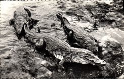CPM Caimans
