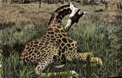 CPM Faune africaine Jeune girafe femelle au repos 