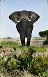 CPM Faune Africaine Elephant pret a charger 