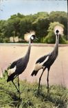CPM Faune Africaine Grues couronnees