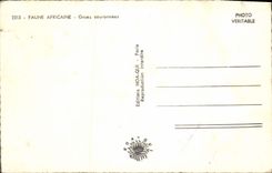 MODERN CARD African wildlife Cranes couronnees