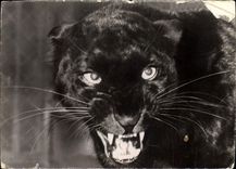 CPM Tete De Panthere Noire