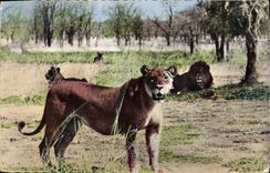 CPM Faune africaine Lions et lionnes dans la brousse 