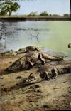 CPM Faune Africaine Les Crocodiles