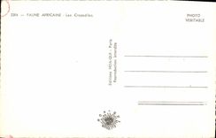 MODERN CARD African wildlife Crocodiles