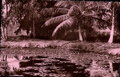 CPM Paysage Africain