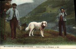VINTAGE POSTCARD Scenes And Types Of the Pyrenees Guides And Dog Of Mountain