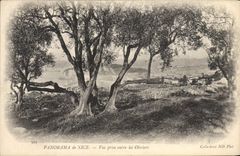 Panorama de la POSTAL de la VENDIMIA de Niza vista entre los Aceituna-árboles