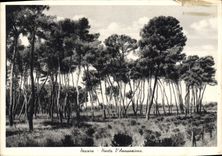 VINTAGE POSTCARD Pescare Pineta D' Annunziana