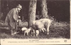 CPA En Perigord L'Opprintichaze Tout Lou Mounde Trobaillo Cochon Porc 
