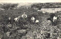 VINTAGE POSTCARD the Grape harvest Vines Vineyards TOP
