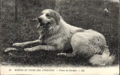 VINTAGE POSTCARD Scenes And Types Of the Pyrenees Dog of the Pyrenees