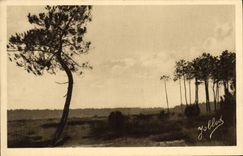 CPA Dans les Landes de Gascogne Les Pins